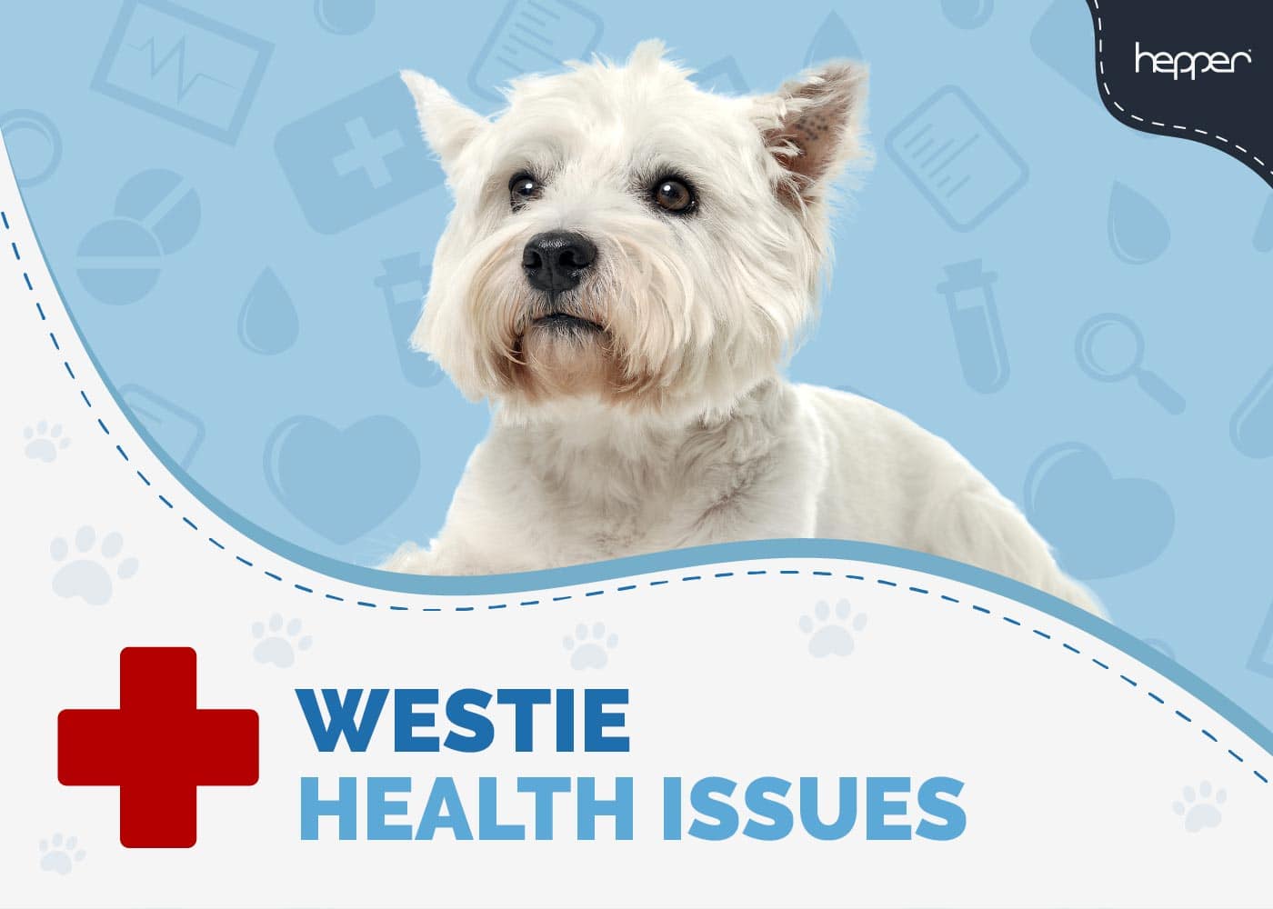 westie health concerns vet insights on prevention care