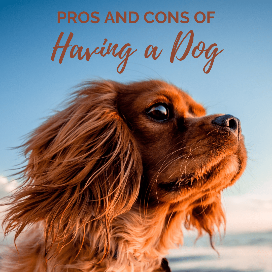 What are the Advantages And Disadvantages of Having a Dog: A Balanced Guide