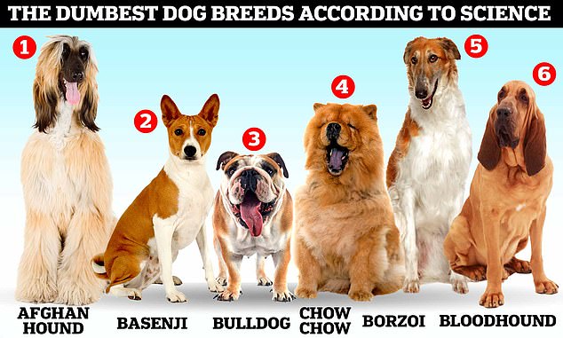 what are the dumbest dog breeds unveiling myths