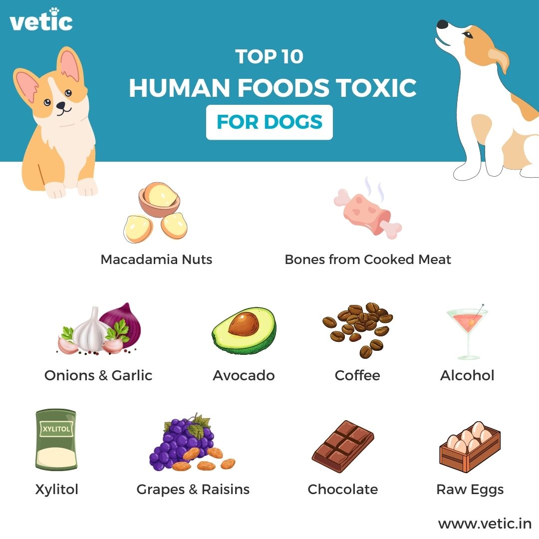 what cant dogs eat 10 toxic foods to avoid