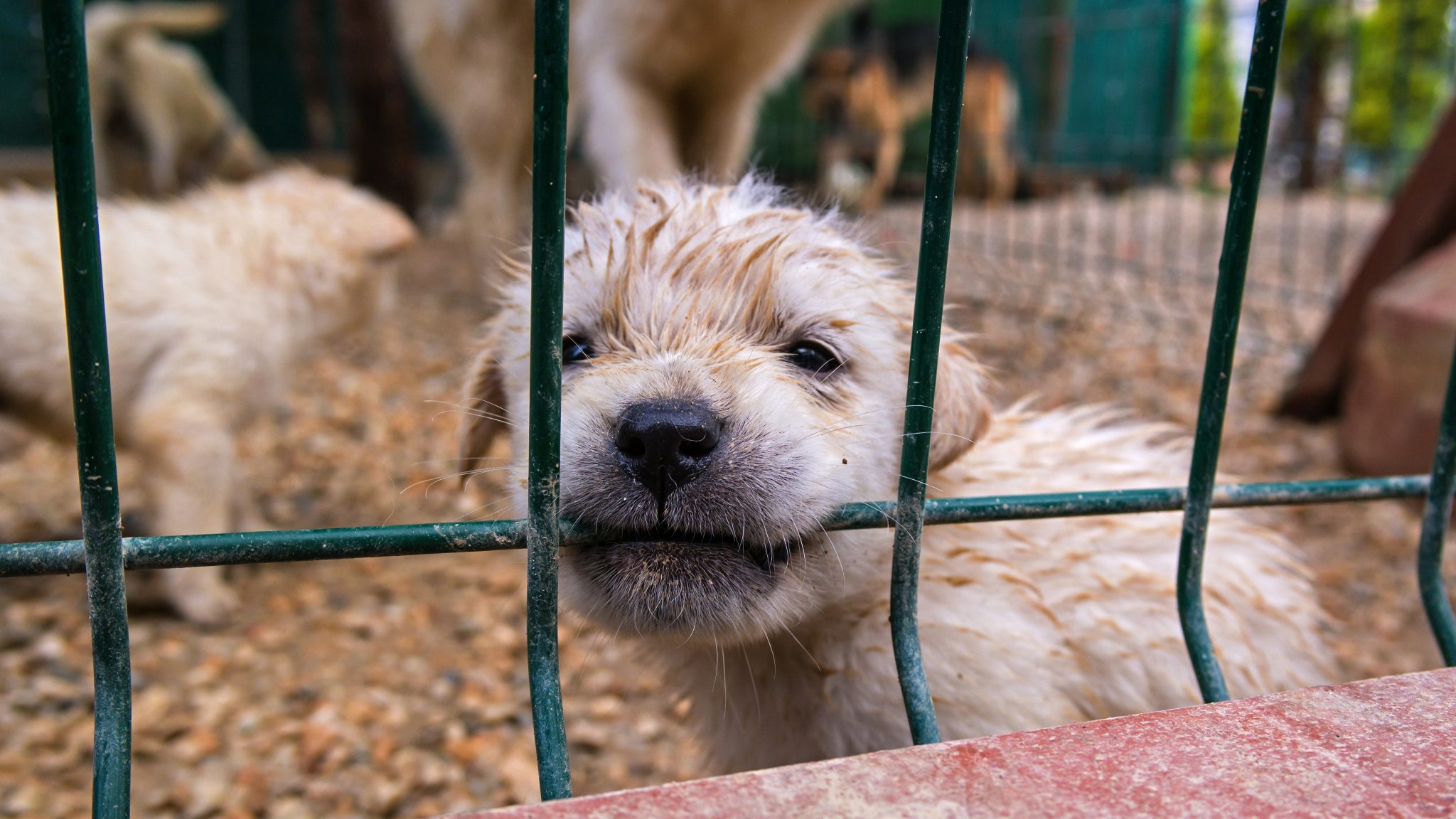 what do pet stores do with unsold animals unveiled truths
