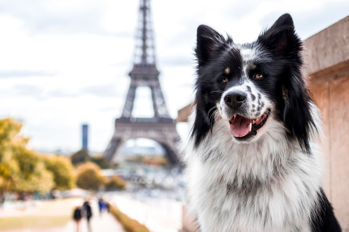 what does pet culture look like in france unleashed insights