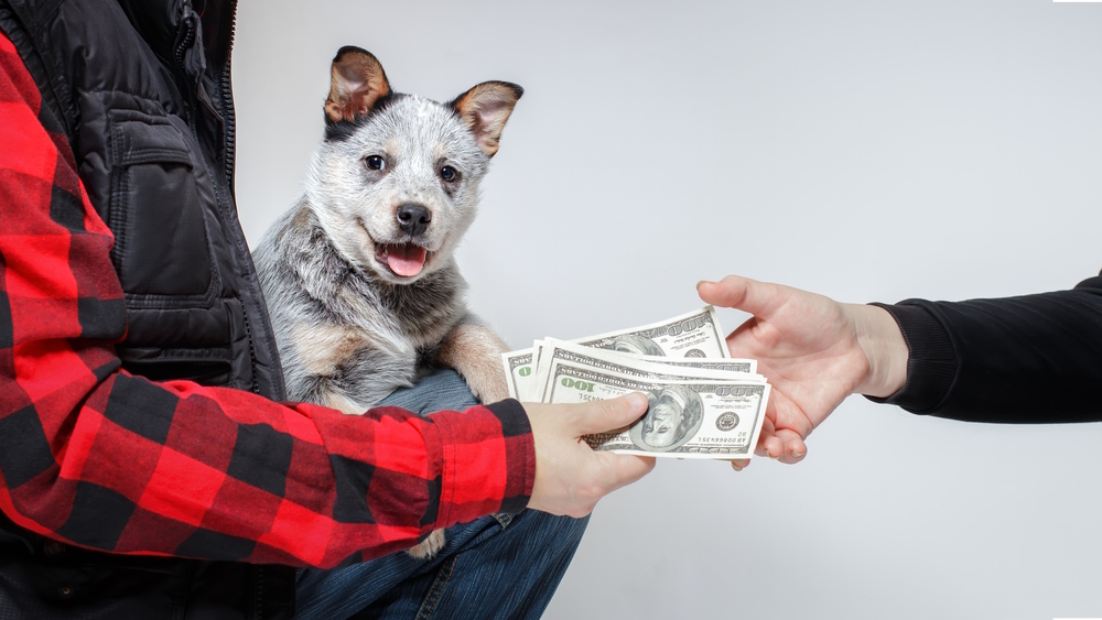 what does the male dog owner get when breeding insights earnings