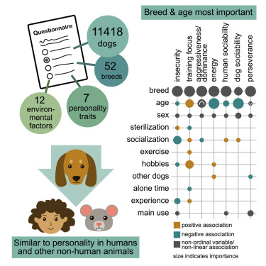 What Does the Male Dog Owner Get When Breeding? Key Insights