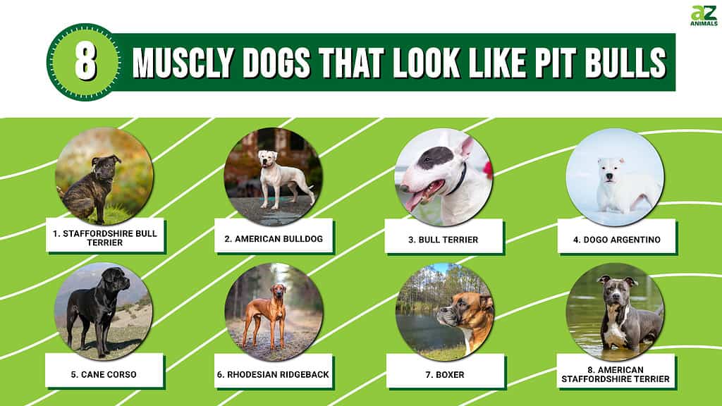 What Dog Breeds are Considered Pit Bulls? Canine Clarity