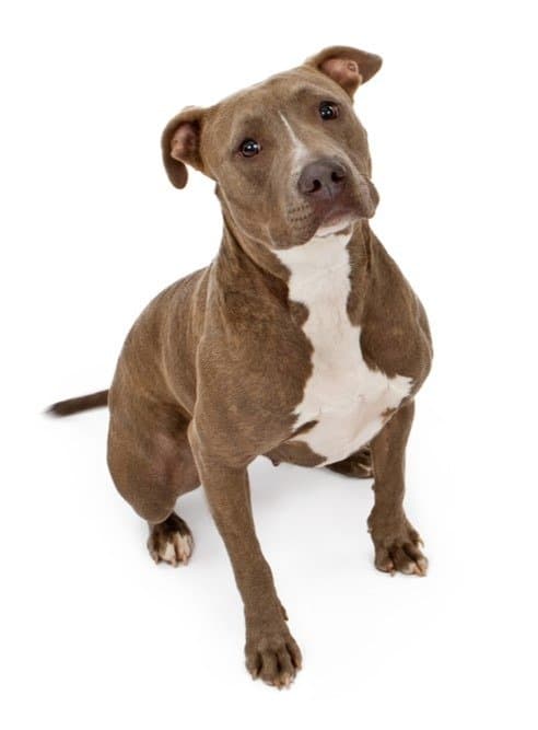what dog breeds are considered pit bulls unveiled truths