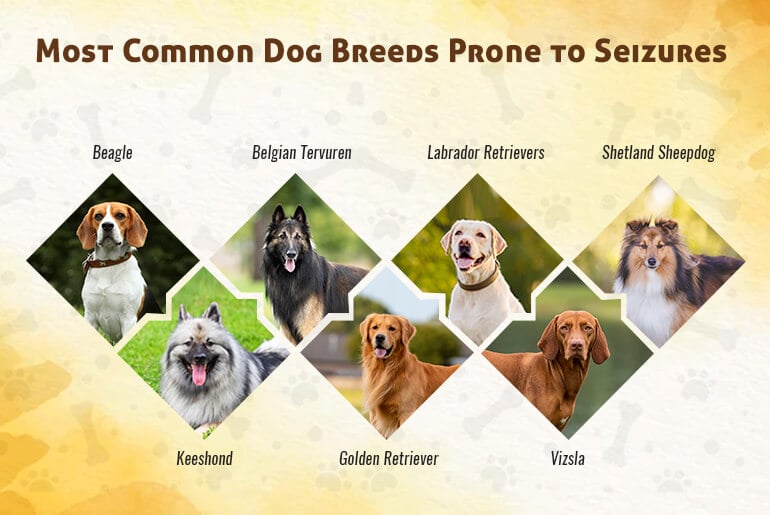 what dog breeds are prone to seizures key breeds to watch