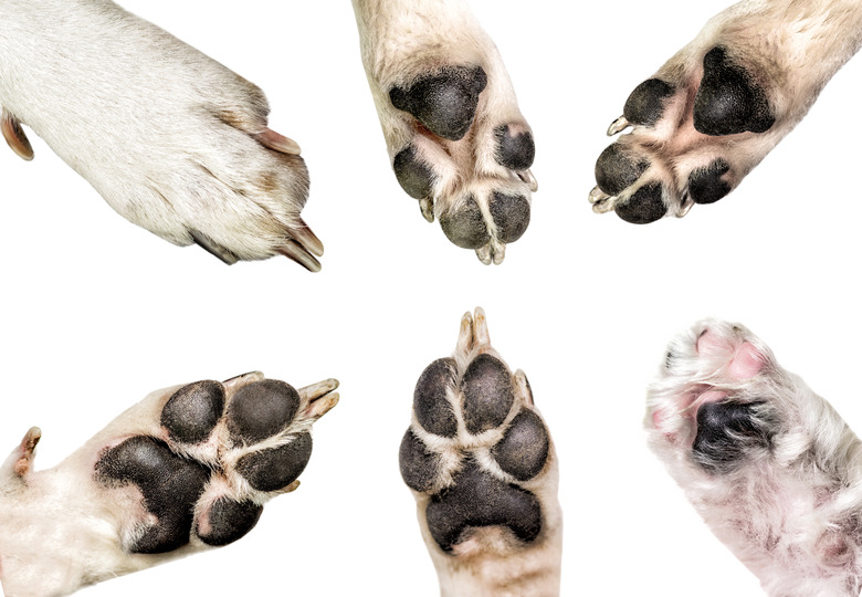 What Dog Breeds Don’t Have Dewclaws: Rare Finds!