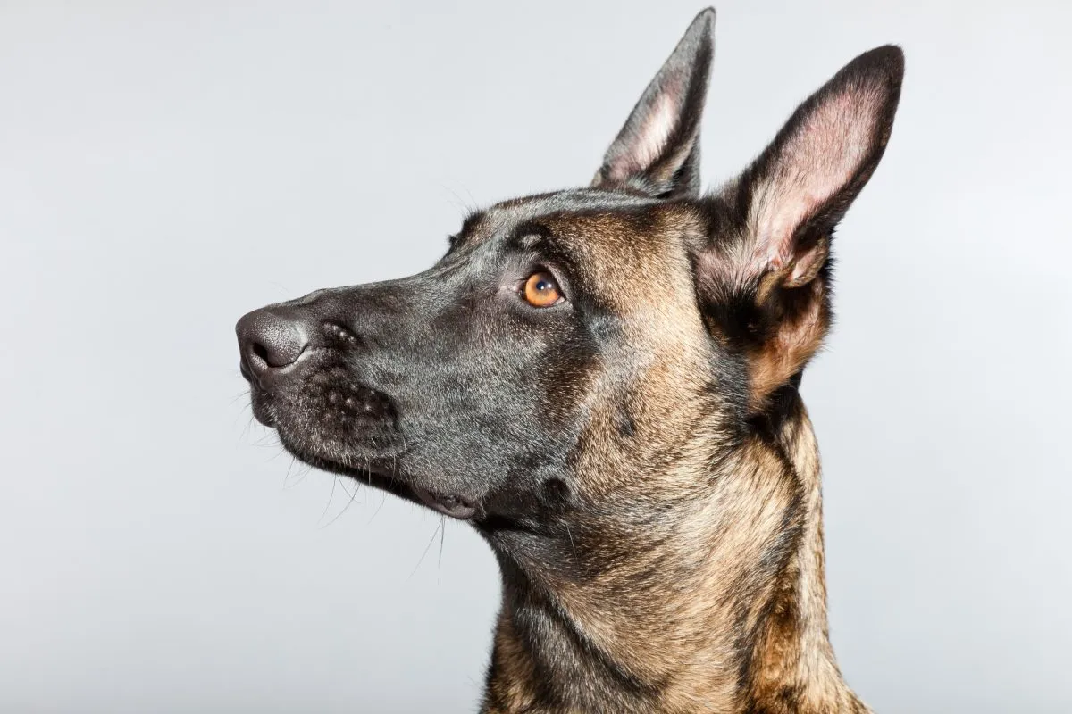 What Dog Breeds Have Black Nails: Unveiling Mysteries
