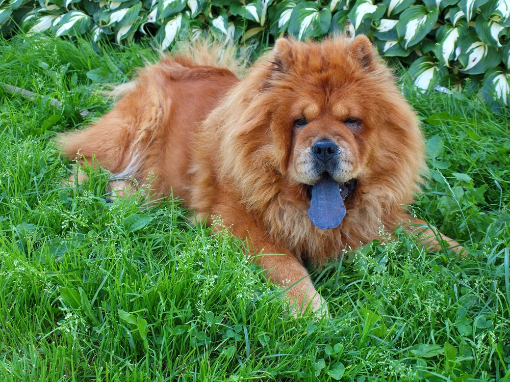 What Dog Breeds Have Blue Tongues: Rare Traits Unveiled