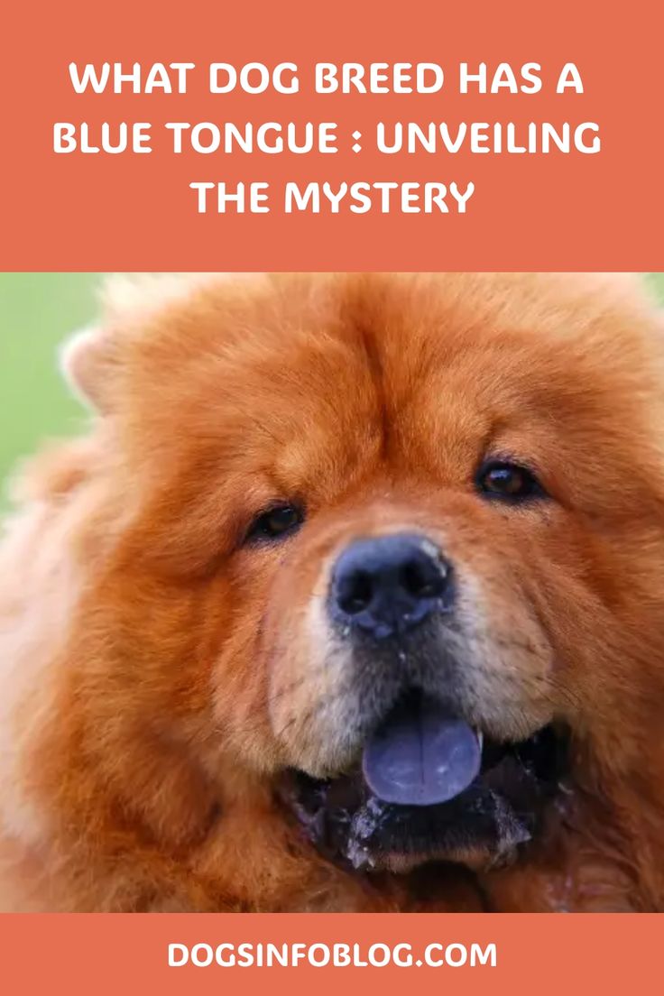 What Dog Breeds Have Blue Tongues? Unveil the Mystery!