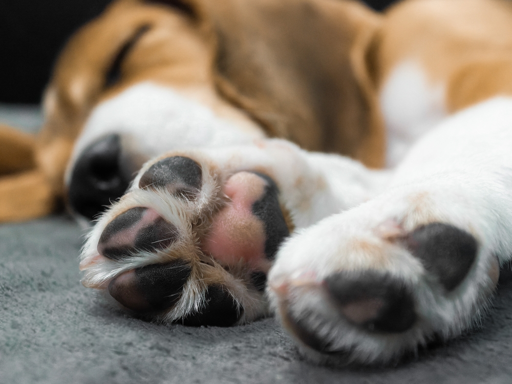 what dog breeds have pink paw pads discover now