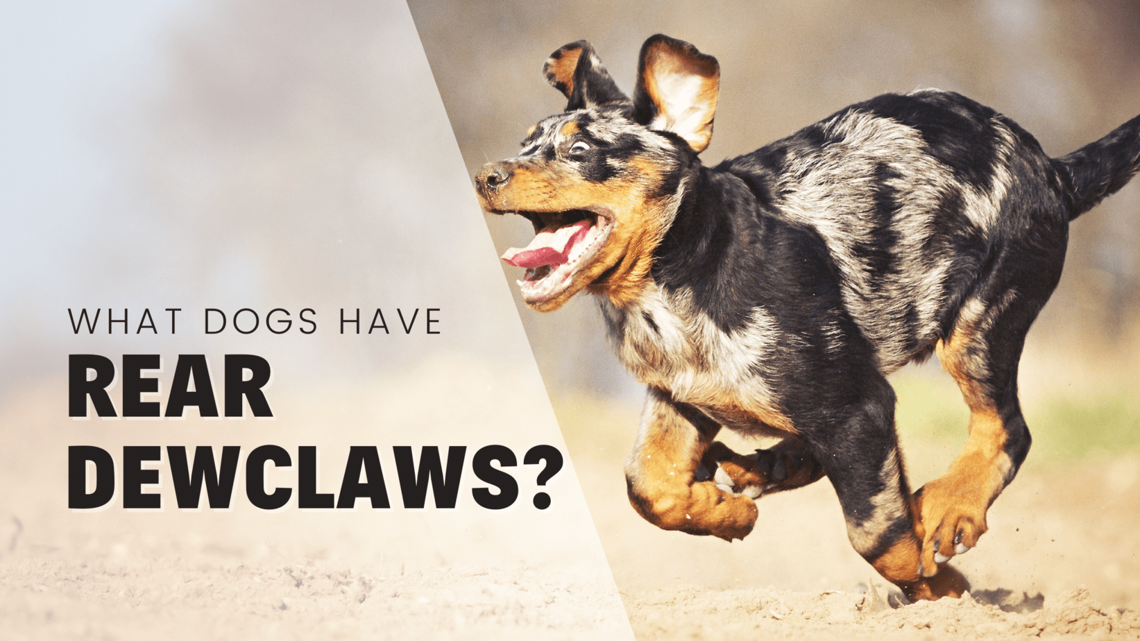 what dog breeds have rear dewclaws unveiled mysteries