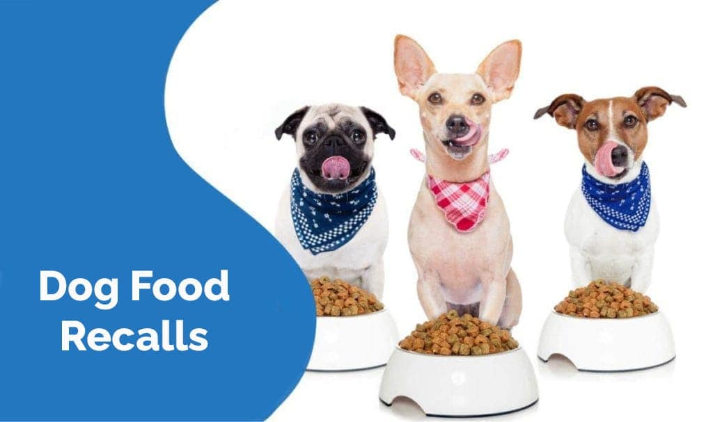 What Dog Food is Being Recalled in 2024? Essential Safety Guide