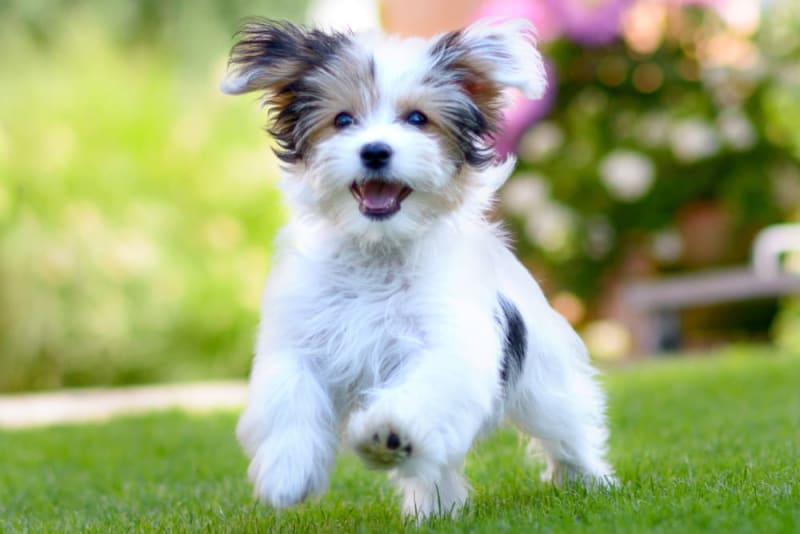 what dog stays small forever adorable breeds that wont grow