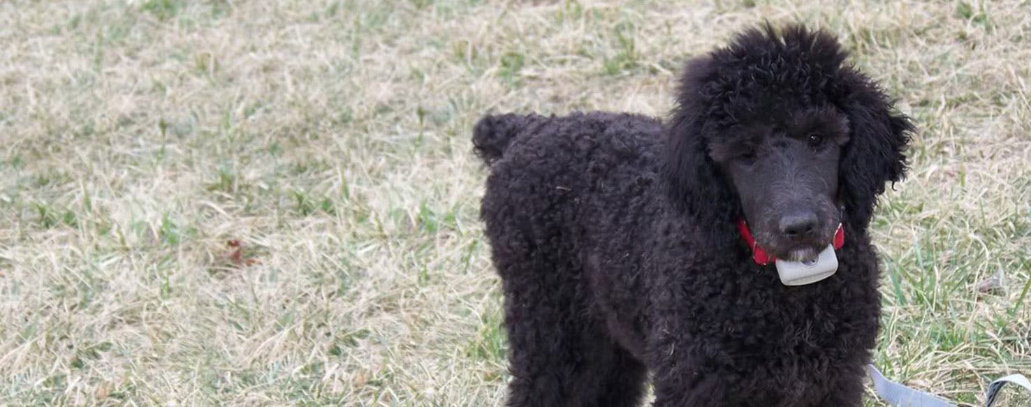 What is a Foodle Dog? Unleash the Breed’s Secrets!