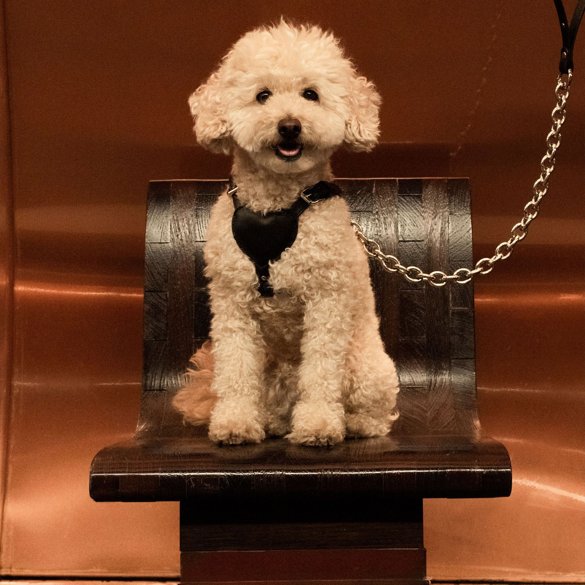 What is the Best Dog Accessories: Ultimate Guide 2024