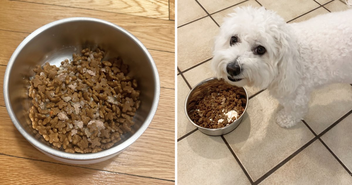 What is the Best Dog Food for Nutrition? Top Picks!