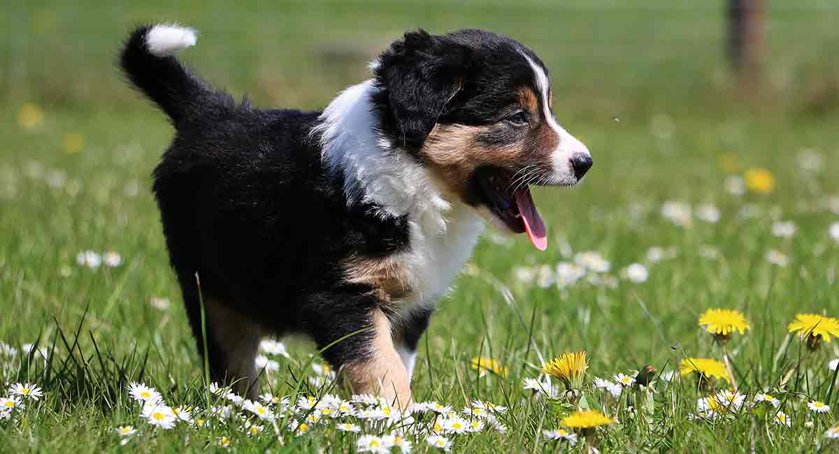 what is the lifespan of a miniature bernese mountain dog insights