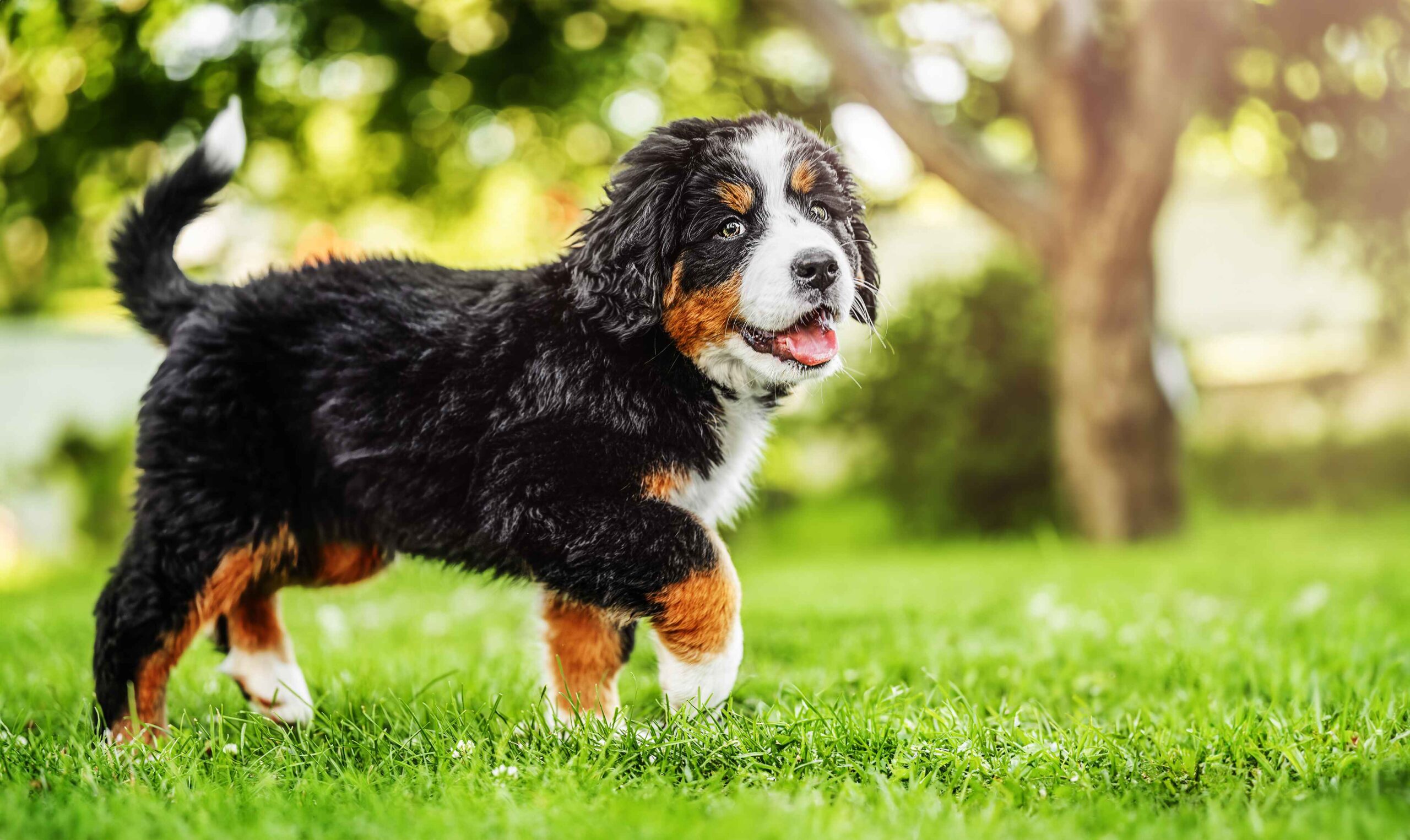 what makes a mini bernese mountain dog irresistible