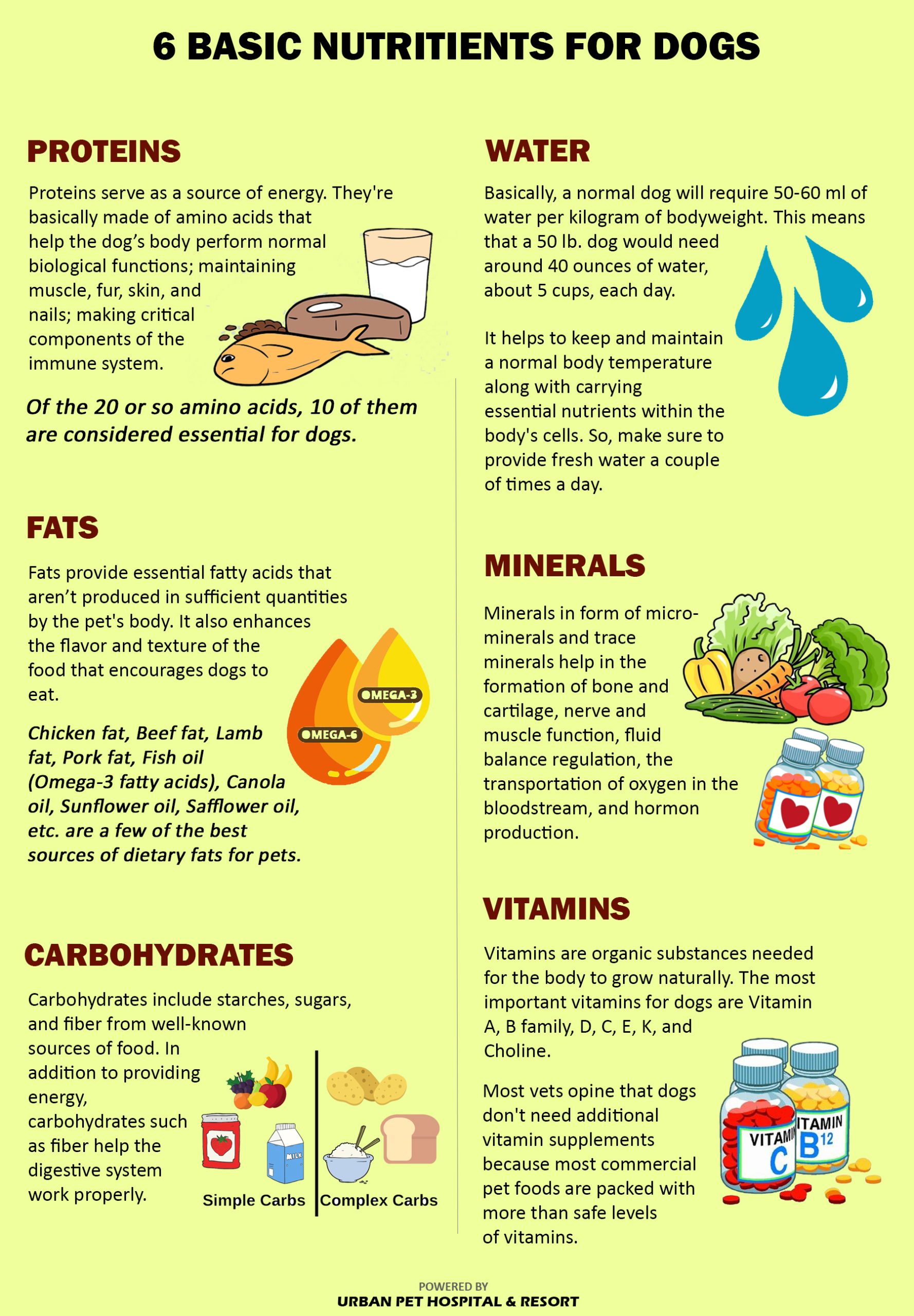 What Nutrients Do Dogs Need Daily: Essential Guide