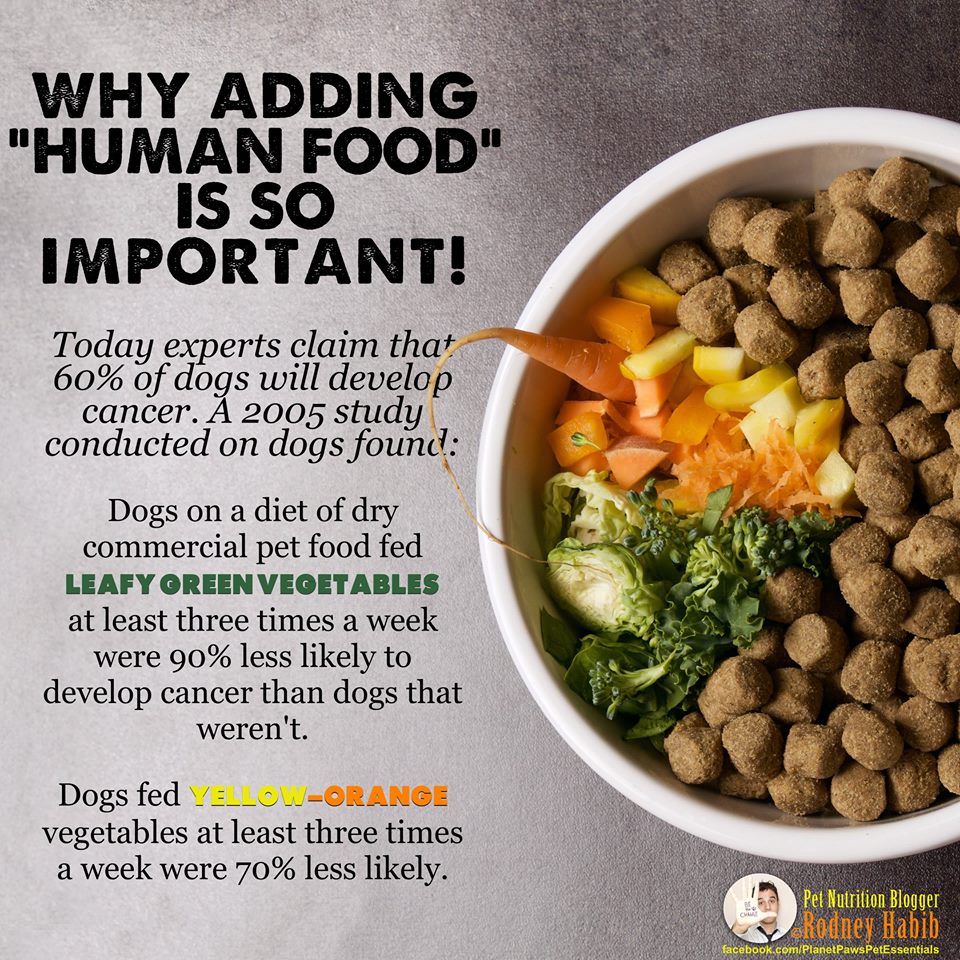 What Should I Mix With Dog Food: Top Nutritious Boosters