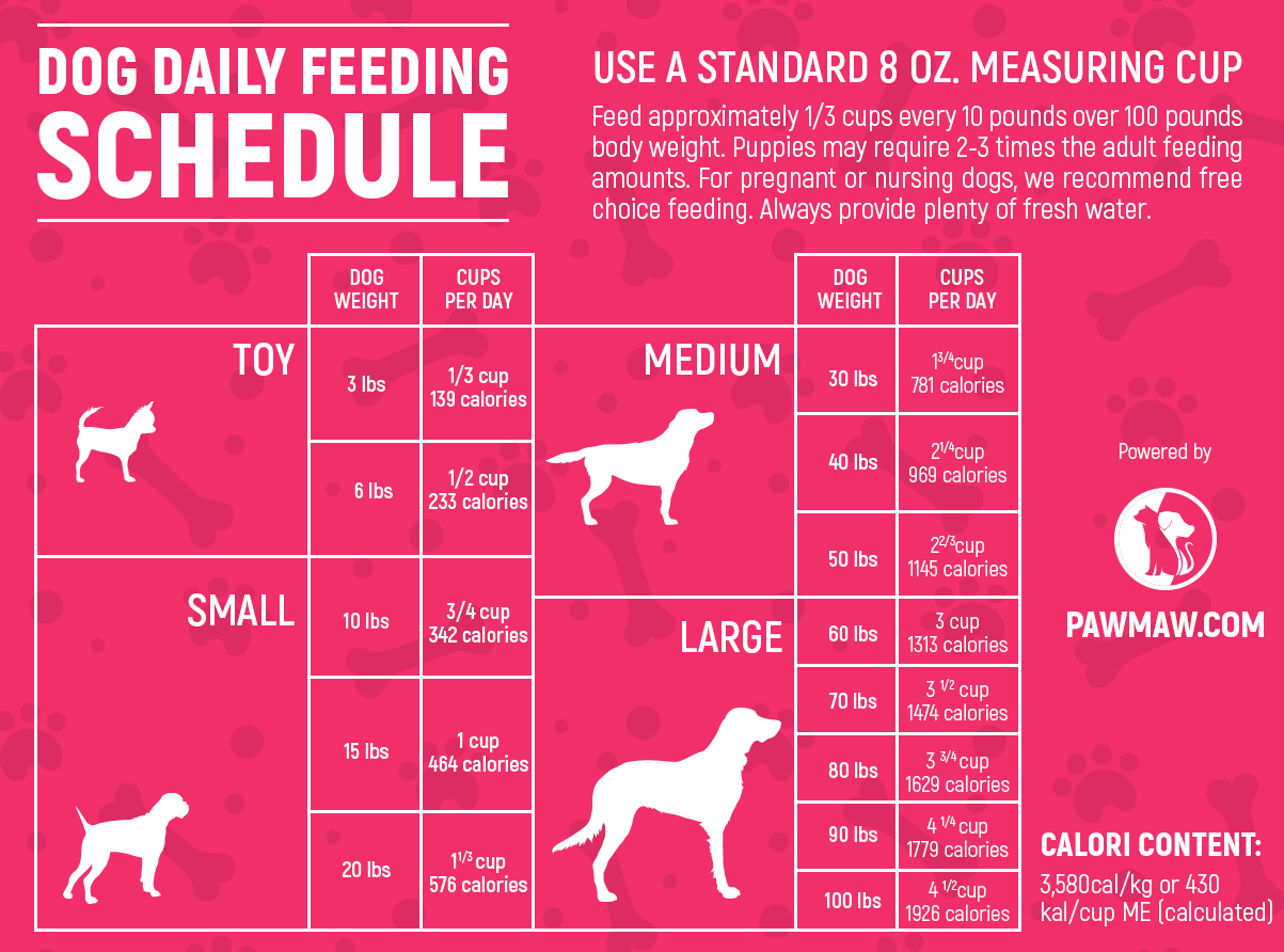 What Time Does Dog Eat? Decode Your Pup’s Meal Schedule