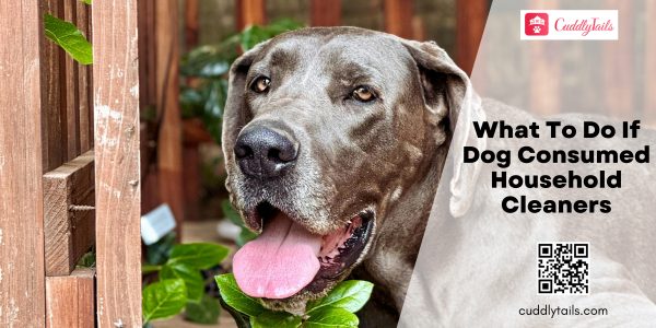 What to Do If Dog Aspirated Food: Quick & Safe Solutions