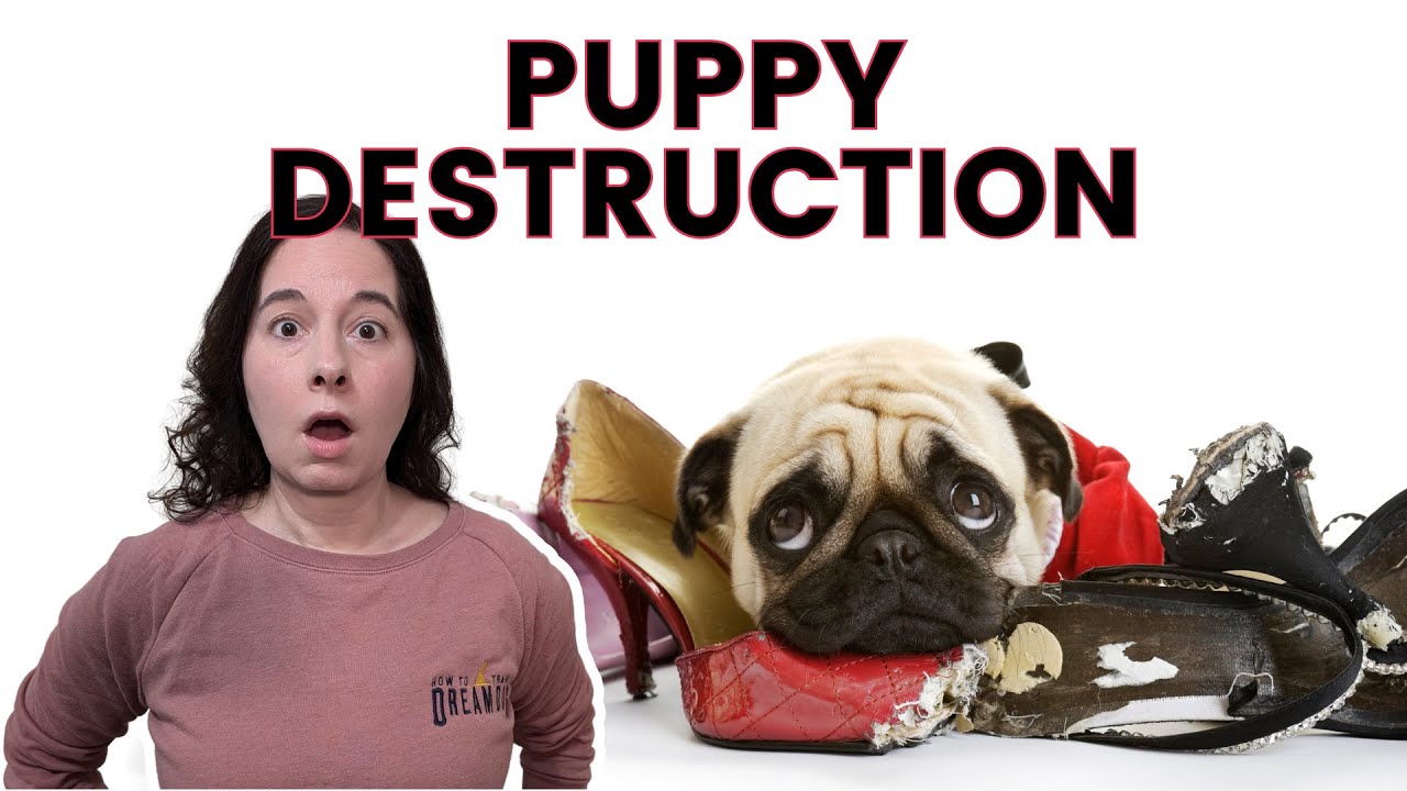 what to do if dog destroys toys quick fixes tips