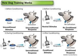 what to do if dog doesnt listen quick training tips