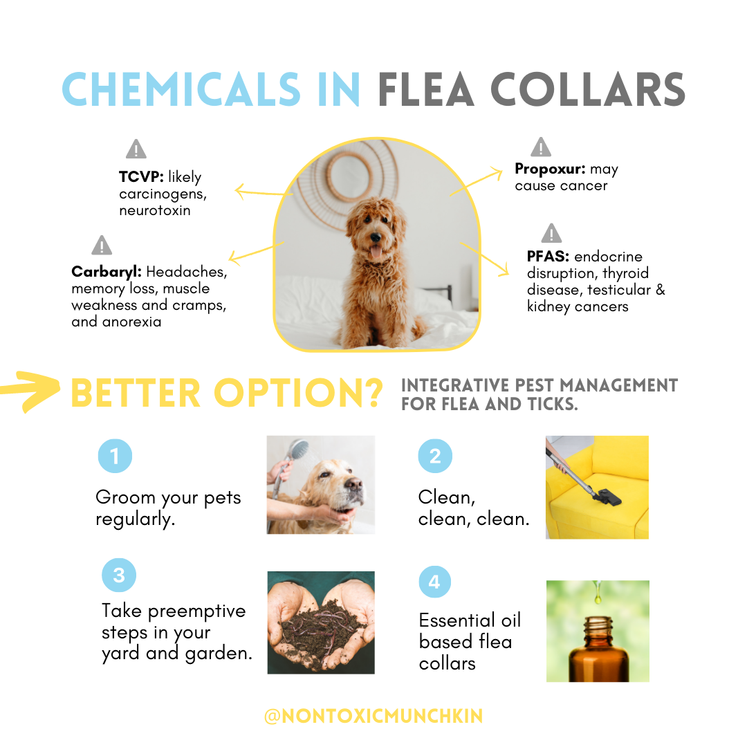 what to do if dog eats flea collar urgent steps
