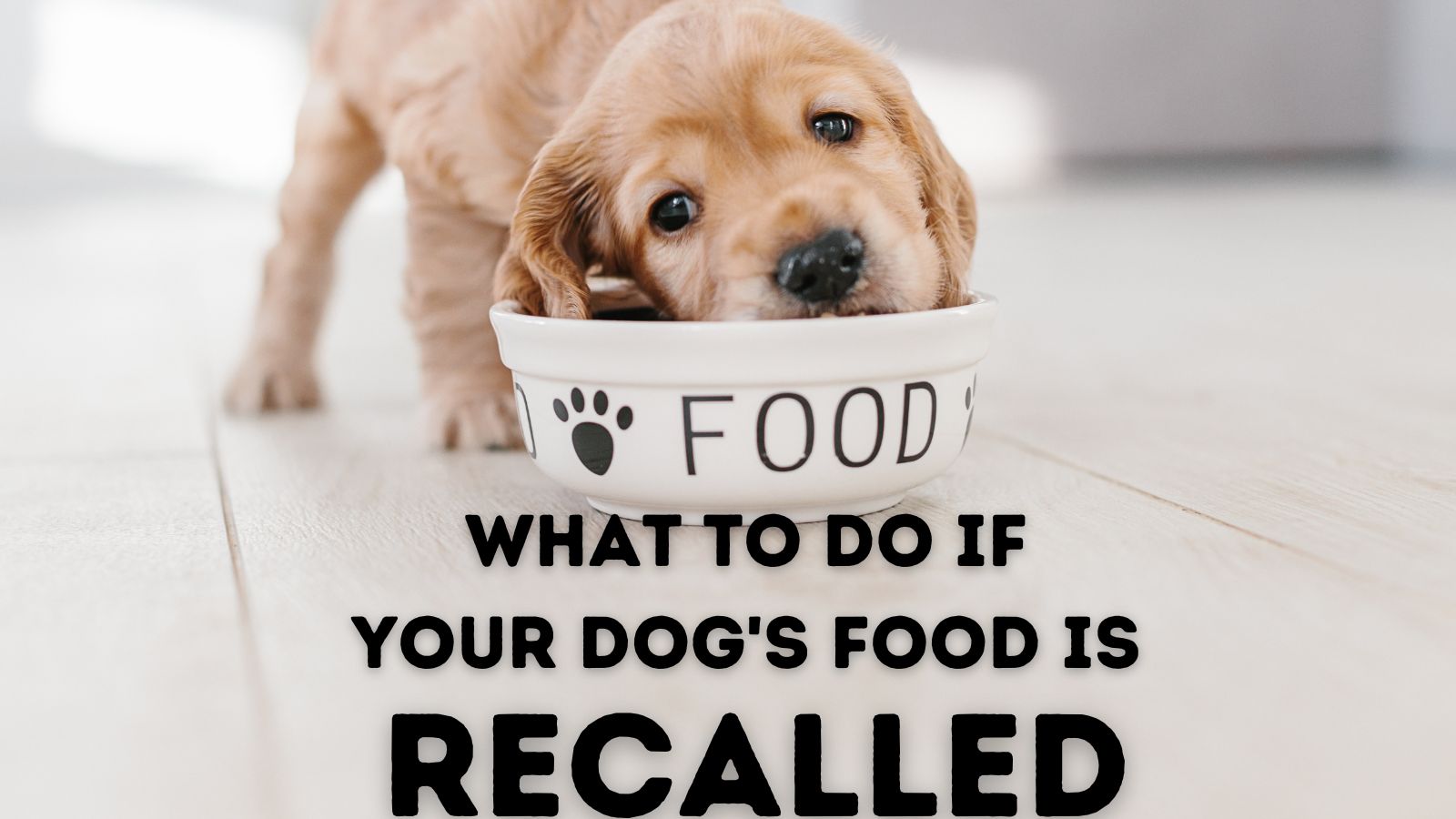 What to Do If Dog Food is Recalled: Essential Steps