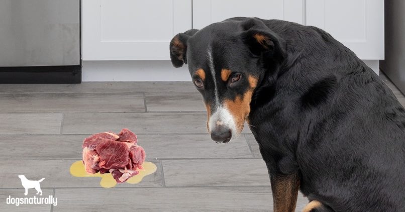 What to Do If Dog Regurgitates Food: Quick Solutions