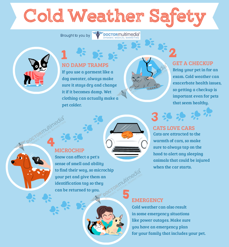 What to Do If You Encounter a Dog: Essential Safety Tips