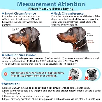 what to do if you find a dog without collar quick guide 1