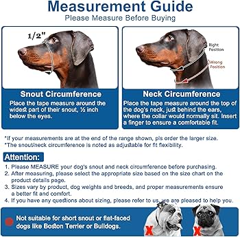 What to Do If You Find a Dog Without Collar: Quick Guide