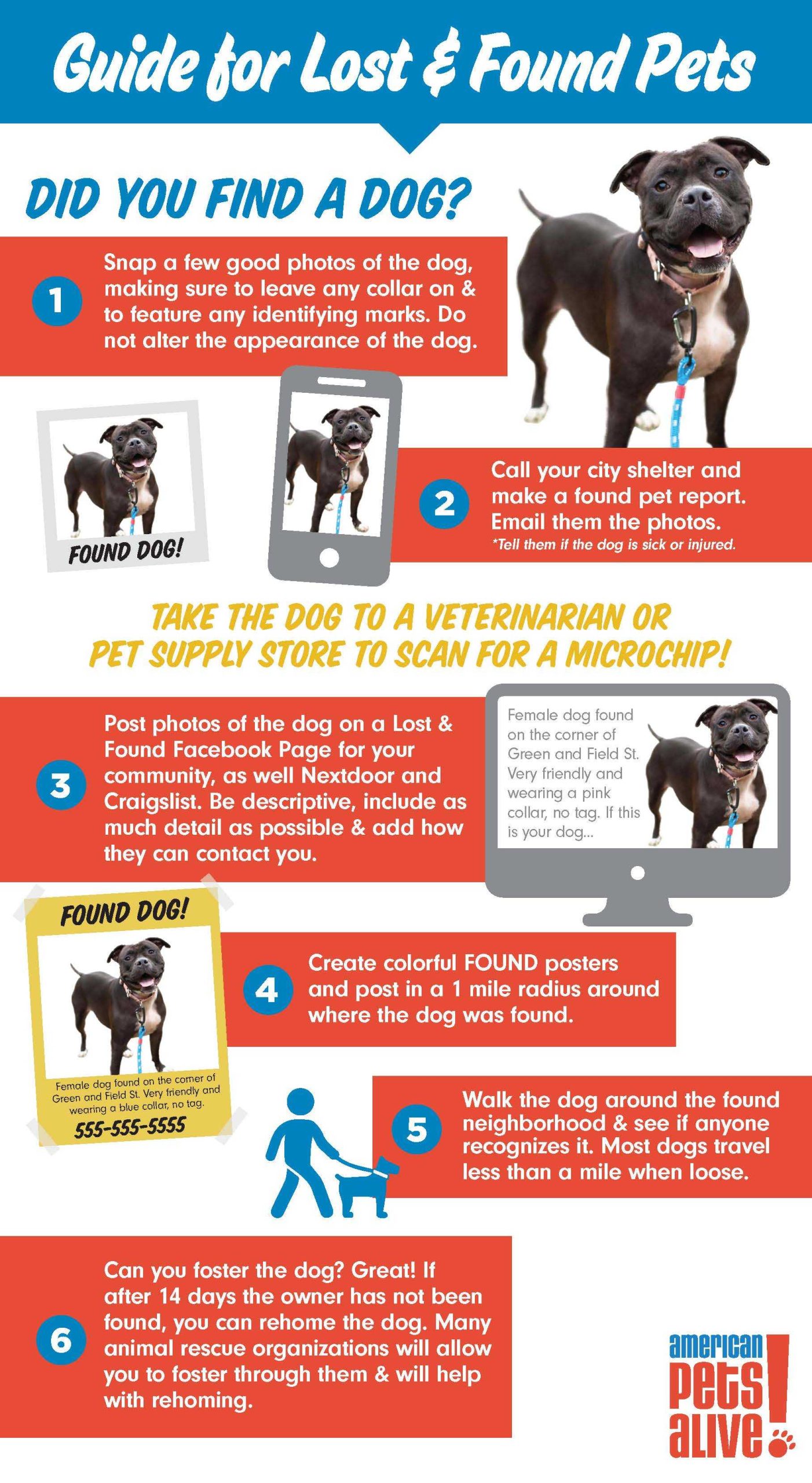 what to do if you find a stray dog without collar rescue guide scaled