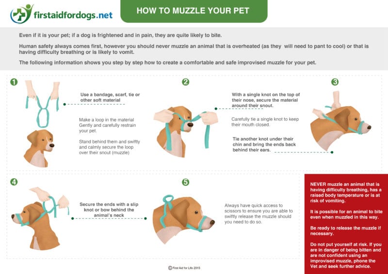 what to do if your dog takes off quick recovery tips