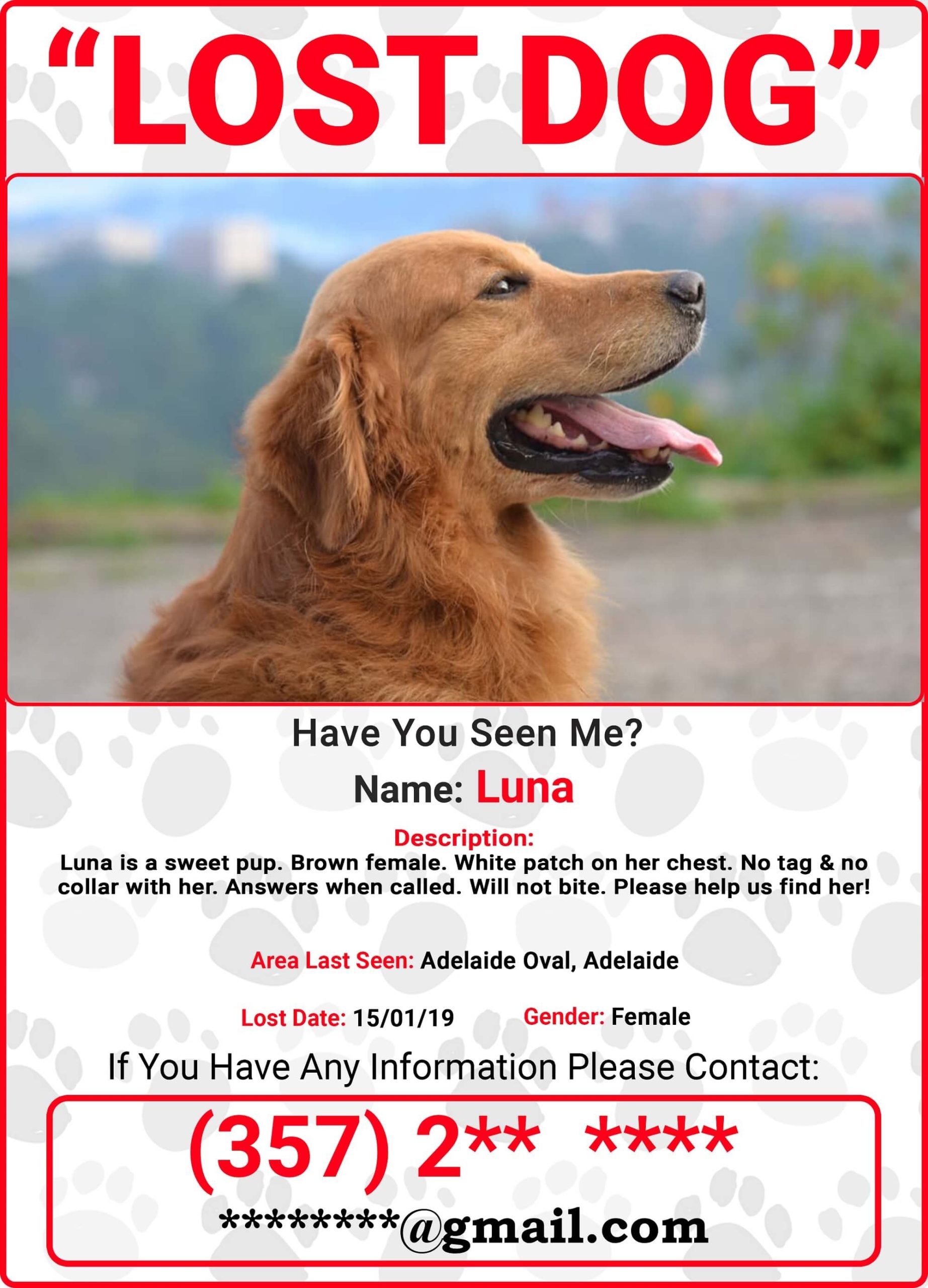 What to Do When You Find a Dog Without Collar: Quick Guide