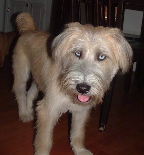wheaten terrier husky mix unveiling the hybrid charm