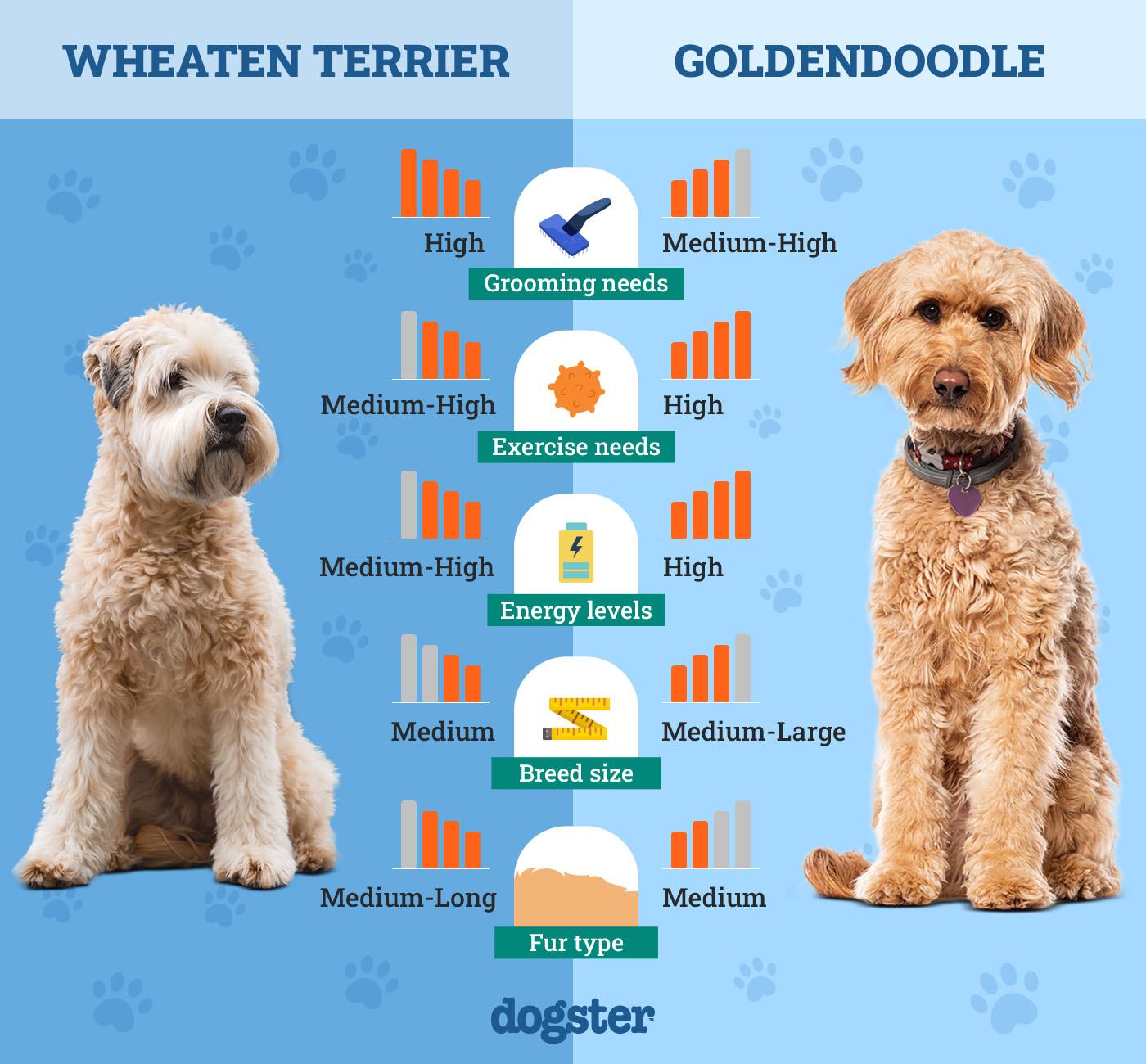Wheaten Terrier Vs Goldendoodle: Best Family Pet?