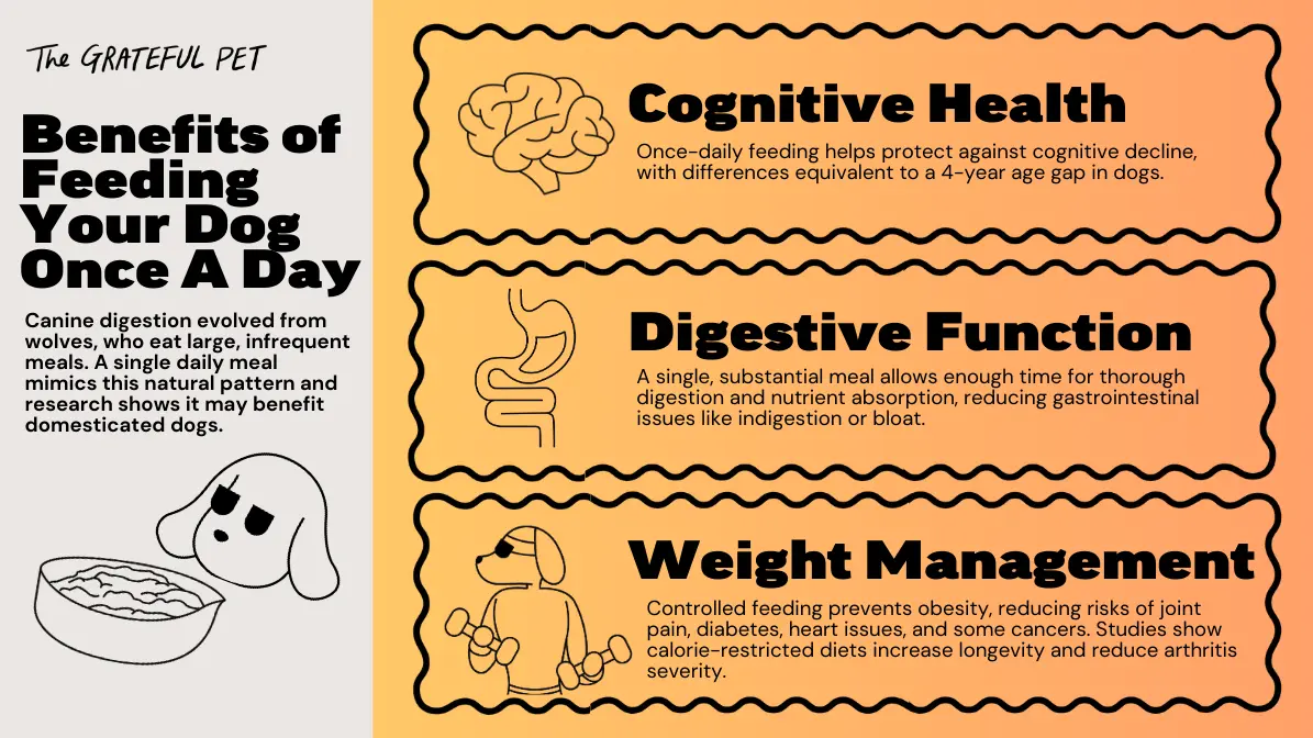 When is the Best Time to Feed a Dog Once a Day: Optimal Guide