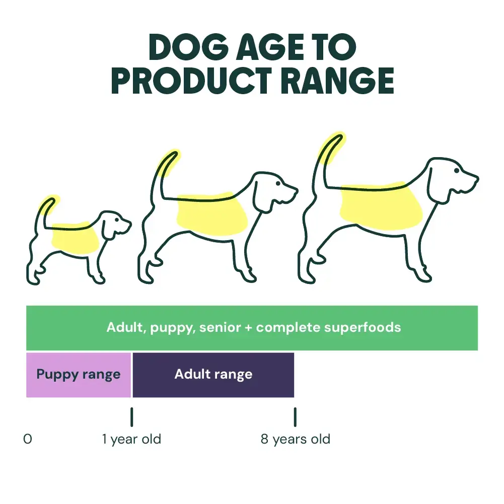 When Should You Take Dog off Puppy Food: Key Milestones