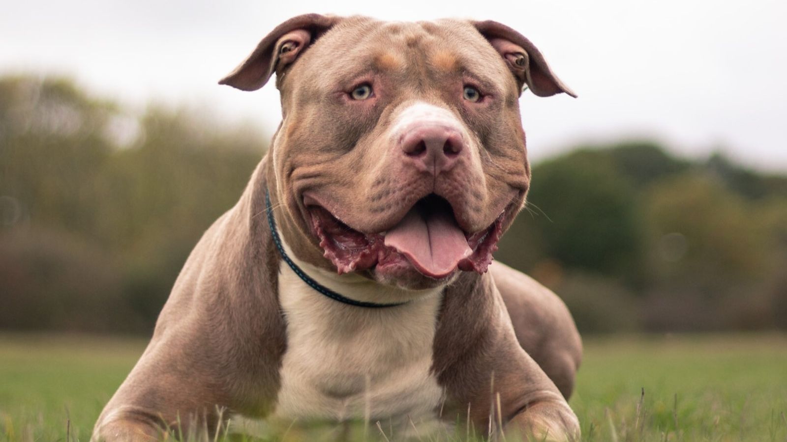 Which Dog Breeds are Banned in the UK: A Must-Read List