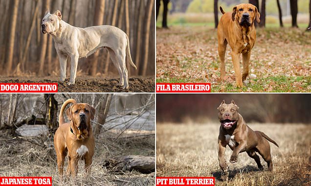 Which Dog Breeds are Banned in the UK: The Definitive List