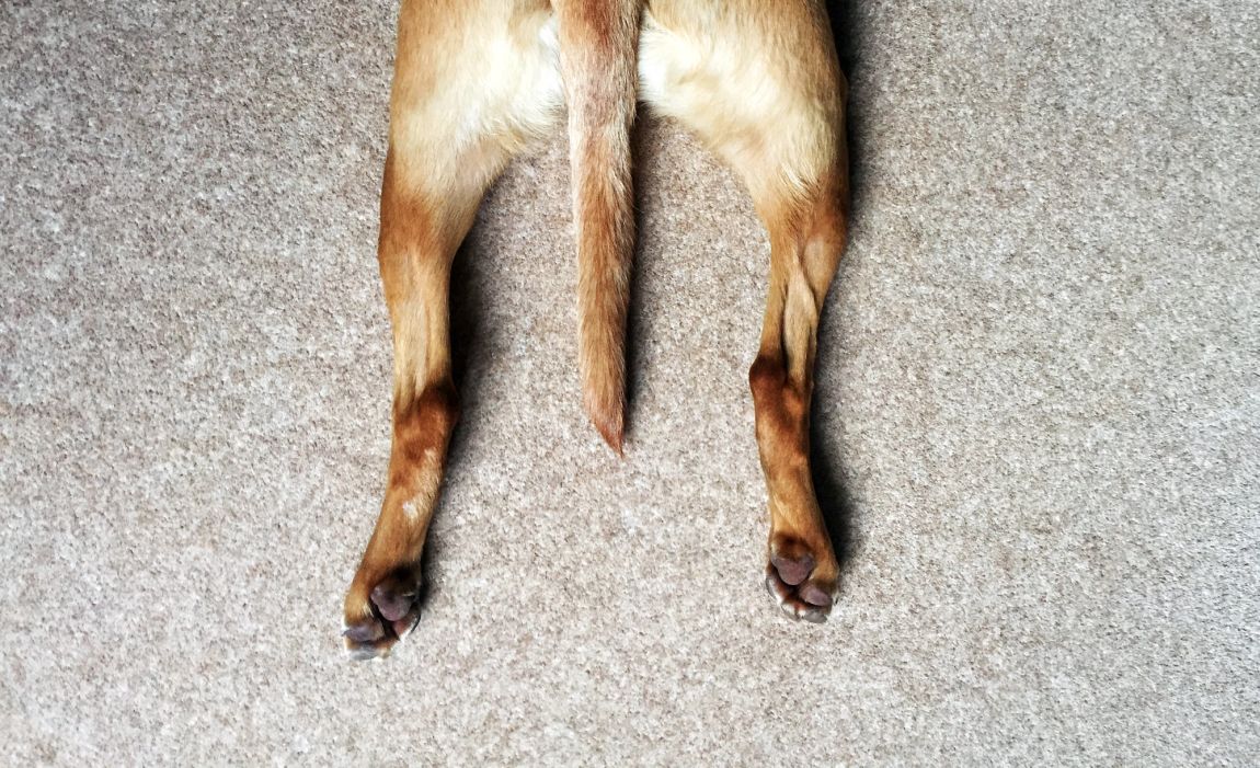 which dog breeds have rear dewclaws rare traits unleashed