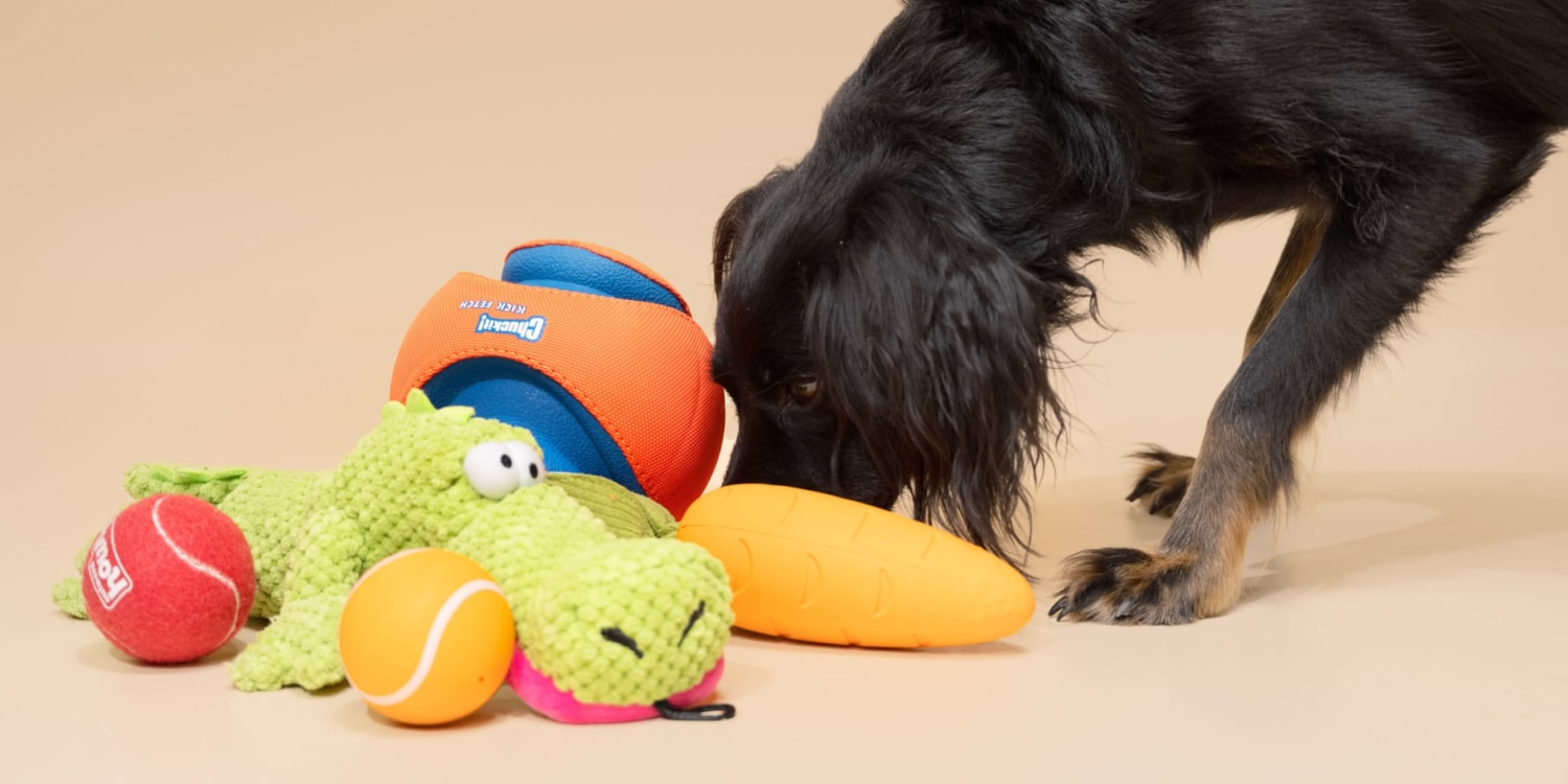 Which Dog Toys are the Best: Top Picks for Happy Pups