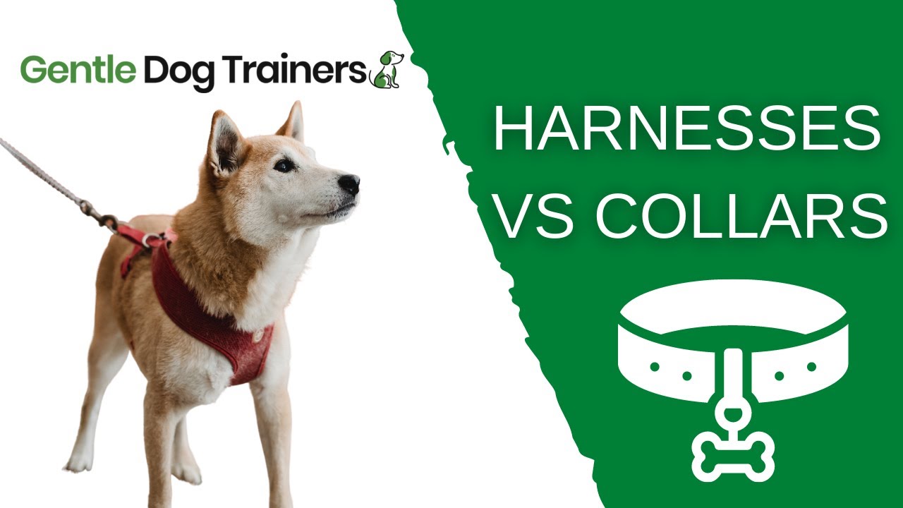 Which is Better Dog Collar Or Harness: Ultimate Guide