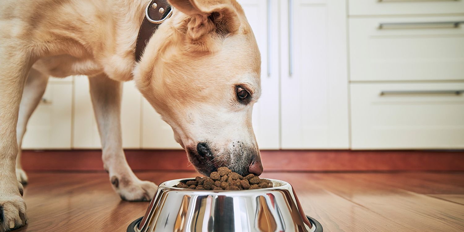 Which is Better Dog Food Or Homemade: Expert Insights Revealed