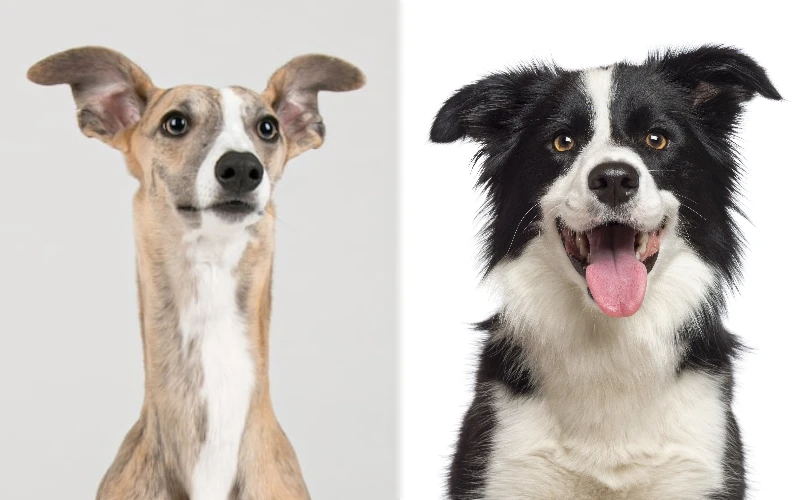whippet border collie mix unleashing the hybrid vigor